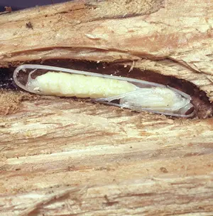 Ichneumon: Rhyssa wasp pupa