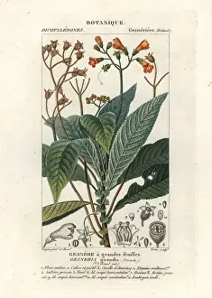 Guava: Rhytidophyllum grande