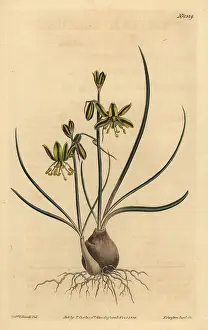 Riband: Riband albuca, Albuca vittata