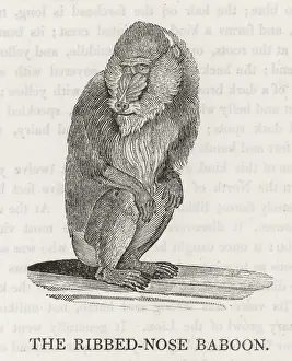 Baboon: RIBBED-NOSEBABOON/BEWICK