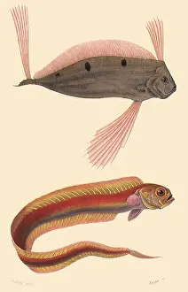 Ribbonfish: A Ribbonfish and a Bandfish
