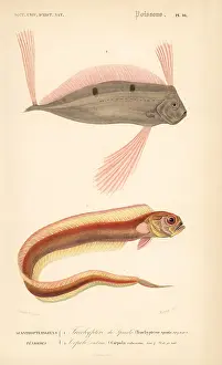 Oudart: Ribbonfish and red bandfish
