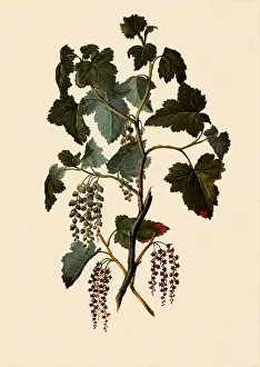 Ribes: Ribes Magellanicum