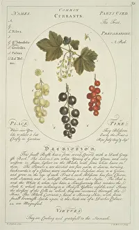 Saxifragales: Ribes sativum, common currant