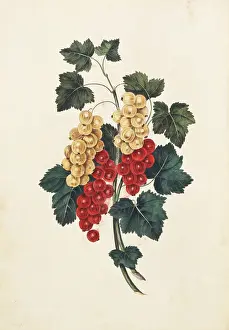 Redcurrant: Ribes sativum, white and red currants