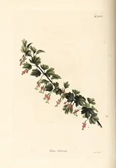Currant: Ribes triflorum