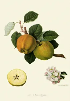 1707: Ribston Pippin Apples