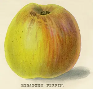 Blush: RIBSTONE PIPPIN APPLE