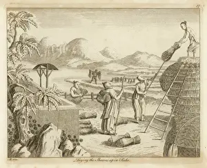 Sheaves: RICE IN CHINA - 5