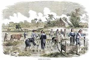 Paddy: Rice cultivation in Manila, Philippines