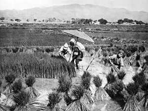 Grow: Rice farmers in China, 1928