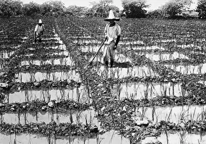 Ditches: Rice farmers on the rice fields
