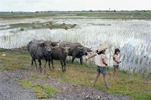Buffaloes: Rice field in Vietnam, 1978