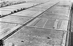 Paddy: Rice fields in Kuban, 1975