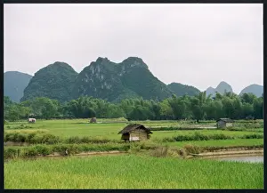 Paddy: RICE FIELDS, YANGSHOU