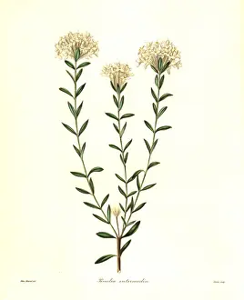 Intermedia: Rice flower, Calyptrostegia intermedia