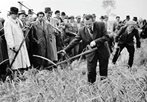 Michal: Rice harvest