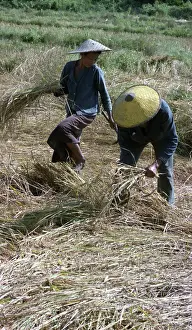 Potyrnike: Rice harvest