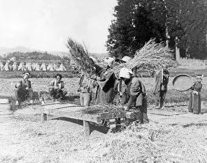Grains: Rice harvest in Japan, 1930s