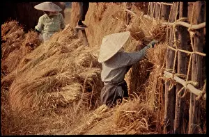 Lousada: Rice Harvest, Japan