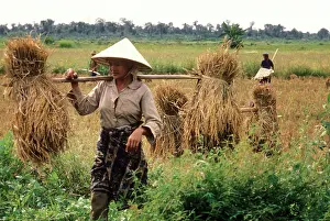Cooperative: Rice harvest in Laos, 1978