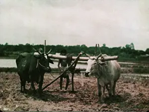 Kokine: Rice - Kokine, paddy plough - Rangoon