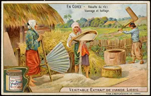 Cultivating: RICE IN KOREA