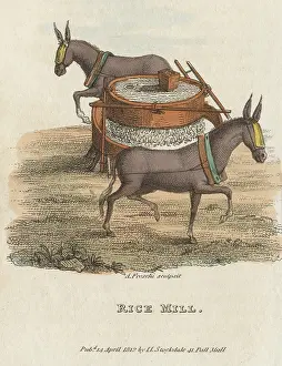 Breton: Rice Mill, 1813. Blindfolded mules harnessed