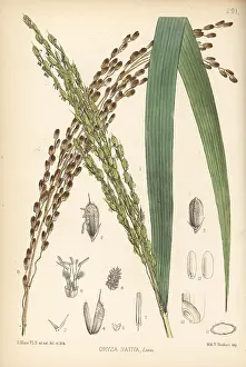 Oryza: Rice, Oryza sativa
