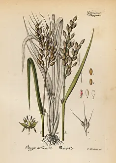 Oryza: Rice, Oryza sativa