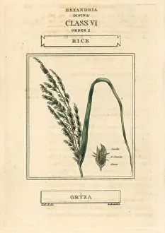 Oryza: Rice, Oryza sativa