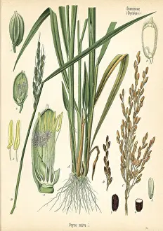 Oryza: Rice, Oryza sativa
