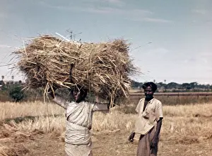 Gleaners: Rice - paddy straw gleaners - Rangoon