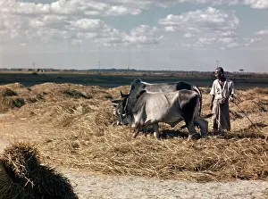 Bullocks: Rice - paddy threshing - Rangoon
