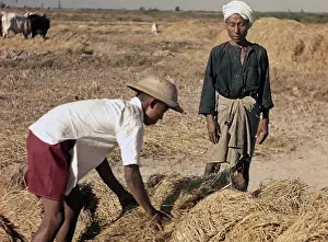 Piling: Rice - paddy workers stacking ricks - Rangoon