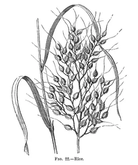Cereals: RICE ON THE PLANT