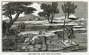 Coolie: Rice Plant - preparing land with harrow