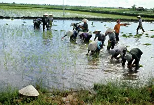 Cooperative: Rice plantation in Vietnam, 1978