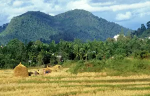 Chumichyov: Rice plantations in Laos, 1983