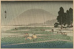 Paddies: Rice planting in rain