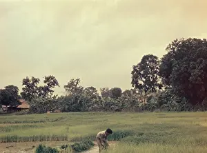 Seedlings: Rice - pulling paddy seedlings - Rangoon