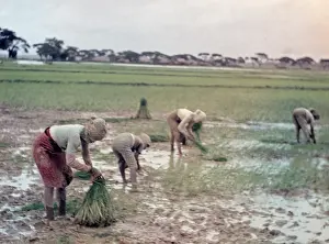 Transplanting: Rice - transplanting paddy - Rangoon