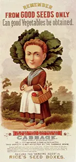 Whimsical: Rice's Cabbage Seeds