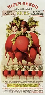Whimsical: Rice's Radish Seeds