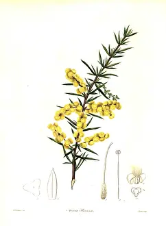 Rices: Rice's wattle or Mr. T. Spring Rice's acacia, Acacia riceana