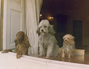Trish: Richard M. Nixon's dogs looking out a window of