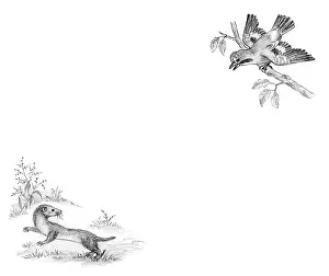 Mordue: Richard Rabbit Goes Boating by Truda Mordue