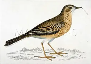 Anthus: RICHARD'S PIPIT (MORRIS)