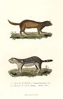 Gopher: Richardson's ground squirrel and thirteen-lined