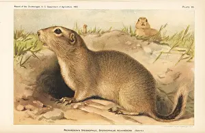 Spermophilus: Richardson's ground squirrel, Urocitellus richardsonii